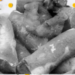 Paw Toh (Clay)