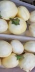White Bitter Balls