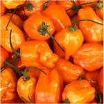 Pepper